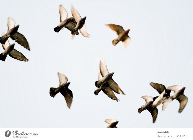 die Vögel lV Vogel Taube Feder Schnabel Schweben Luft fliegen Freiheit Flügel verfremdet Himmel ratten der lüfte bewebung