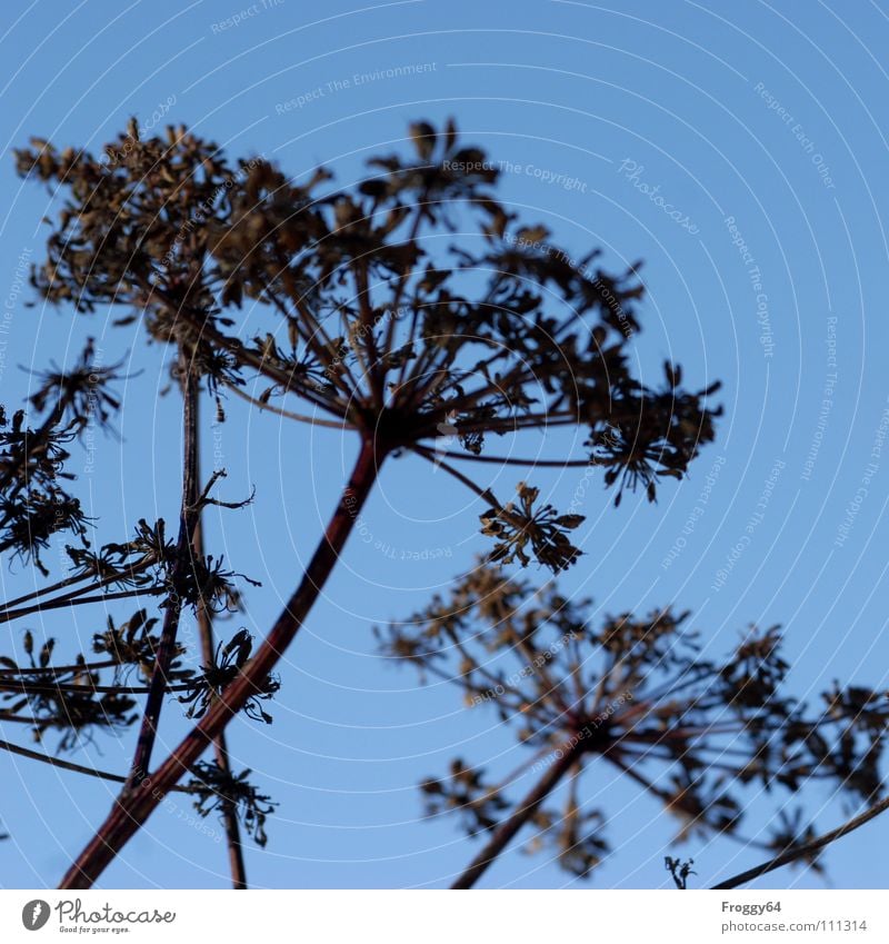 Schafgarbe Gewöhnliche Schafgarbe Wiesenkerbel Pflanze Stengel Doldenblütler Heilpflanzen Botanik himmelblau Ozon Gesundheit Wildtier Himmel fliegen