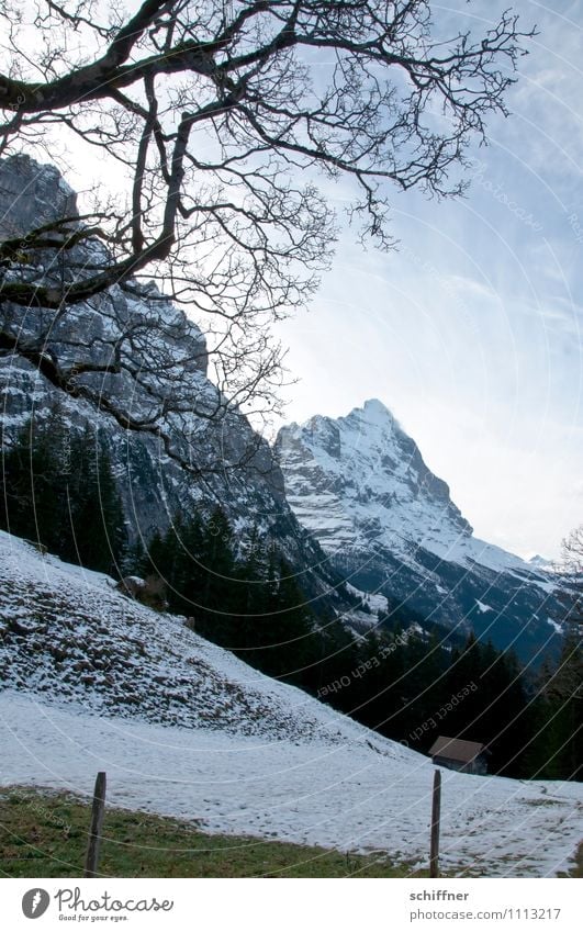 Eigentlich Eiger Umwelt Natur Landschaft Klima Klimawandel Schönes Wetter Felsen Alpen Berge u. Gebirge Gipfel Schneebedeckte Gipfel Gletscher kalt Baum Wiese