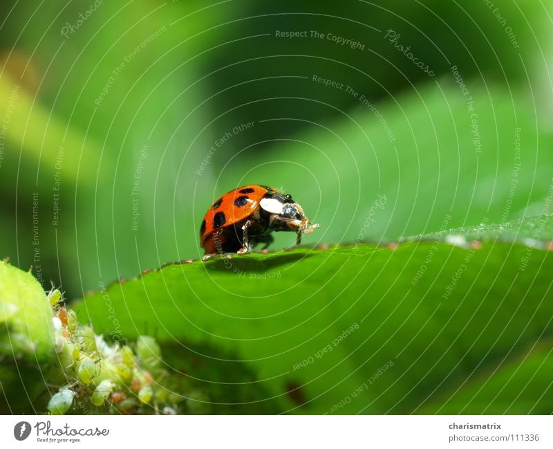 Schnuteabwischen nach den Süßigkeiten Marienkäfer rot grün Blattläuse Makroaufnahme Laus Nahaufnahme Natur Käfer