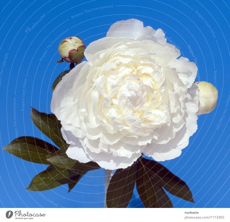 Weisse Pfingstrose; Paeonia lactiflora Gesundheitswesen Alternativmedizin Natur Pflanze Blume Blüte frei blau weiß Gichtrose Blutrosen Gichtrosen Sommerblumen
