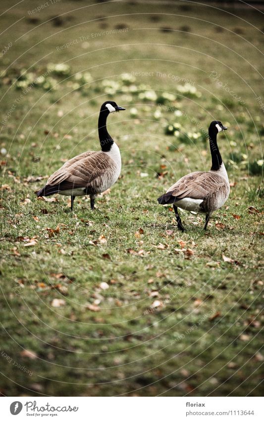 kanadagänse beim sonntagsspaziergang Umwelt Natur Tier Park Vogel 2 Tierpaar beobachten Bewegung Erholung laufen grau grün Gefühle Lebensfreude Vertrauen Beginn