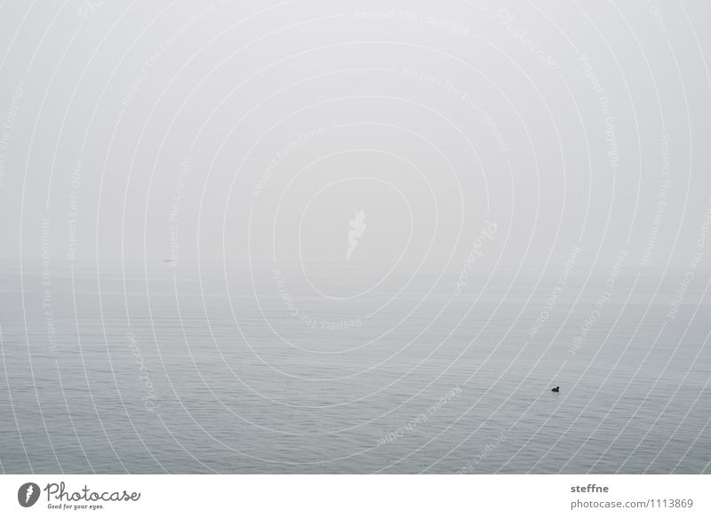Alles fließt (nicht immer): Genfer See Umwelt Natur Landschaft Wasser Winter schlechtes Wetter Nebel trist grau Farbfoto Außenaufnahme Menschenleer