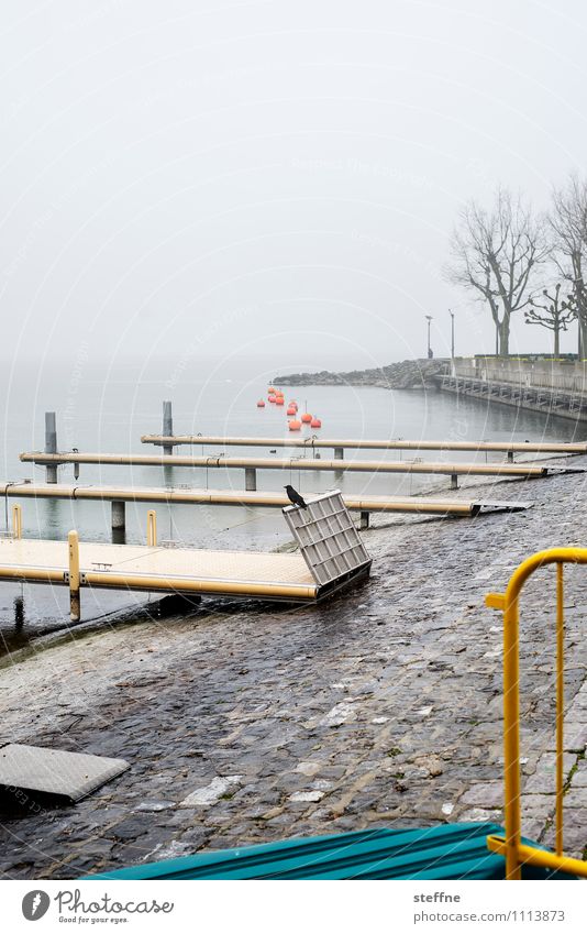 Landungsbrücken Frühling Herbst schlechtes Wetter Regen Baum Schifffahrt Bootsfahrt Hafen trist Rabenvögel Genfer See Lausanne Steg Seeufer Anlegestelle