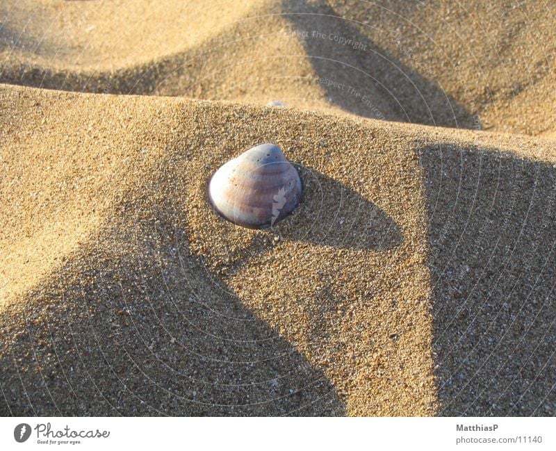 Stern im Sand Strand Muschel Meer See Sommer Küste muschl Stern (Symbol)