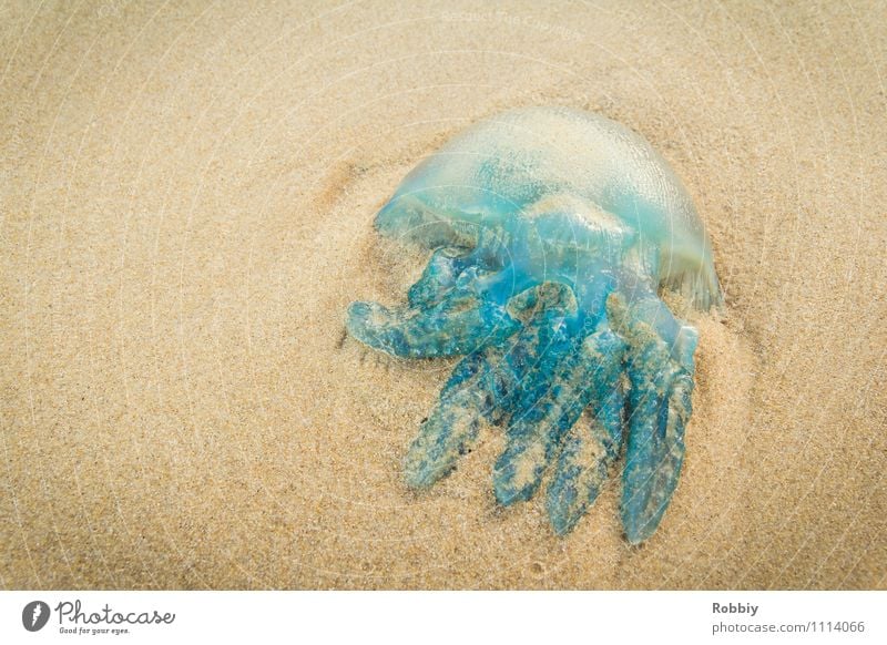Schwibbelschwabbel I Natur Sand Küste Strand Bucht Meer Insel Pazifikstrand Qualle 1 Tier liegen blau Ferien & Urlaub & Reisen Totes Tier Gedeckte Farben
