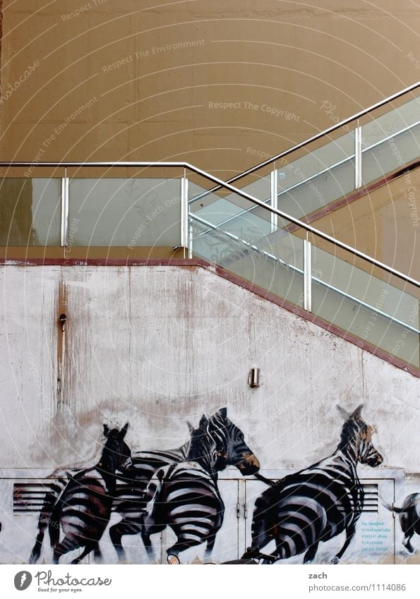 Kraft | durch die Wand Städtereise Zoo Barcelona Spanien Stadt Stadtzentrum Haus Architektur Mauer Treppe Fassade Wege & Pfade Tier Wildtier Zebra 4 Herde