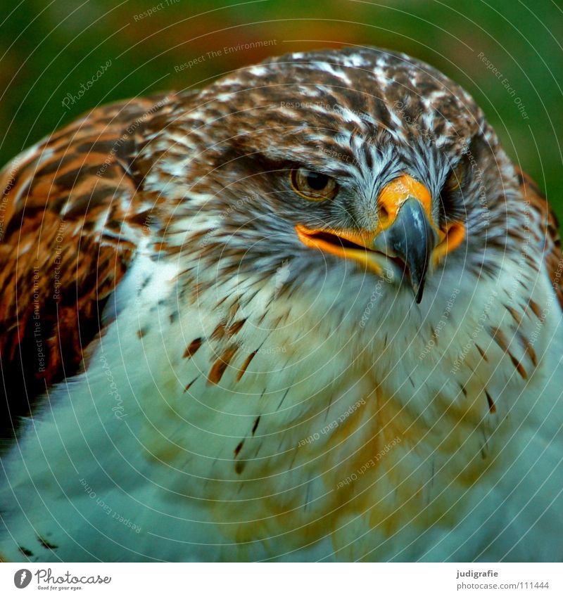 Adler Bussard Vogel Greifvogel Schnabel Feder Ornithologie Tier schön Farbe königsraufußbussard Stolz Blick