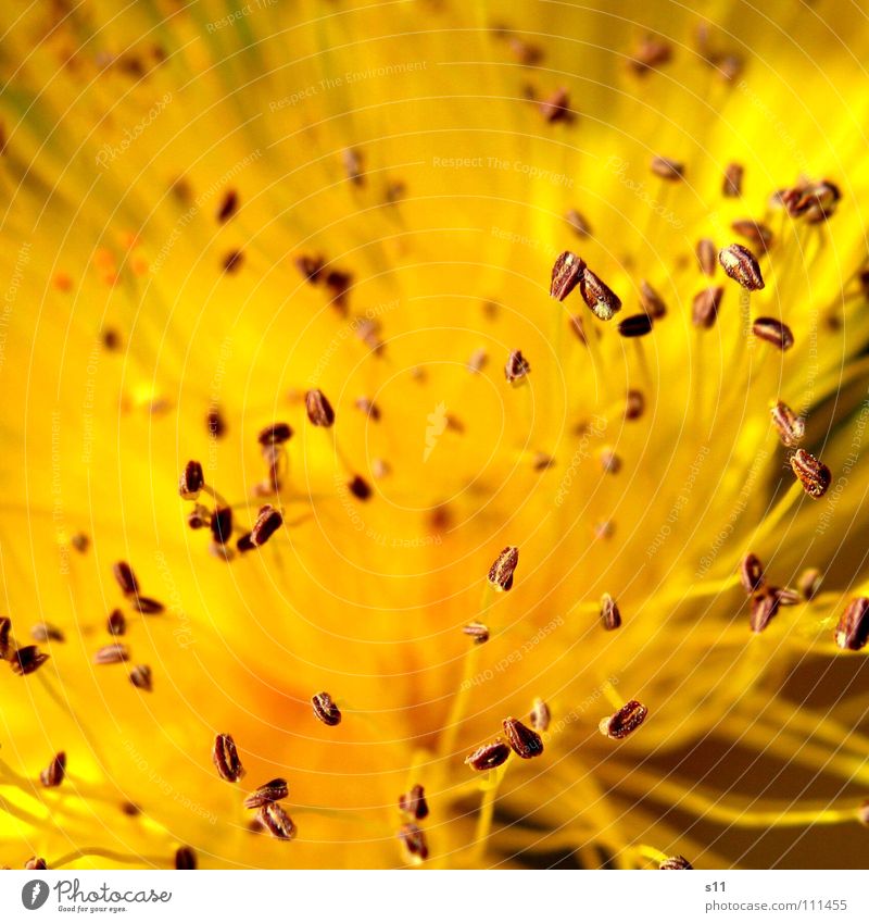 Sommer Blume Blüte Johanniskraut gelb Kraft Makroaufnahme Nahaufnahme leuchten
