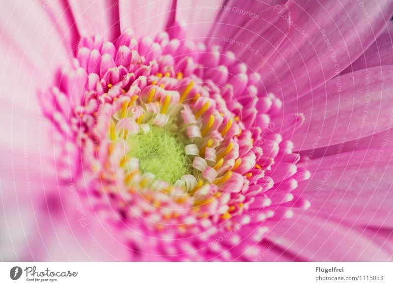Eingerollt Pflanze Wachstum Blüte Blatt rosa Ostern Leben eingerollt Dynamik Farbfoto Außenaufnahme Makroaufnahme Schwache Tiefenschärfe