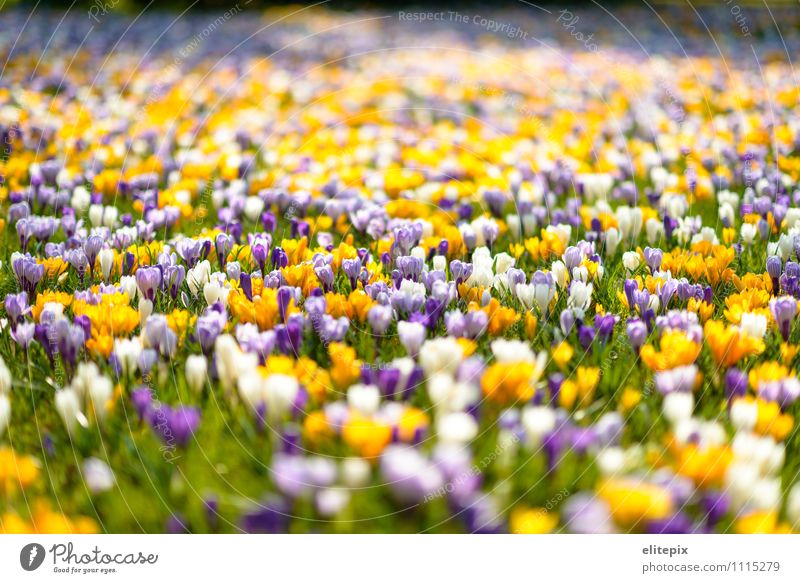 Frühling Pflanze Blüte Krokusse Park gelb violett Stadtpark Fürth Blühend Farbfoto Außenaufnahme Textfreiraum oben Tag Unschärfe Schwache Tiefenschärfe