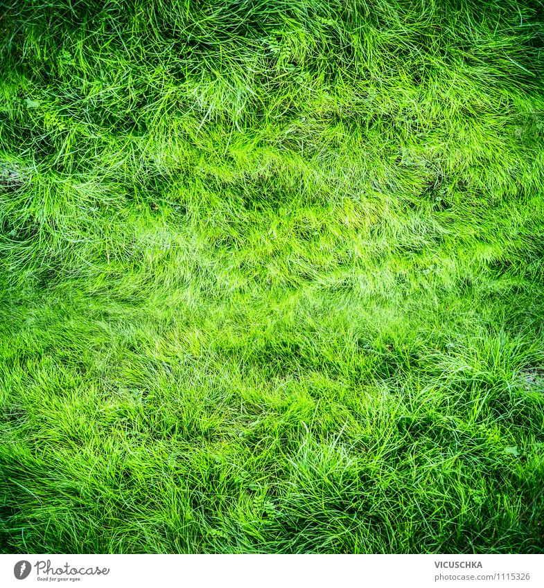 Ein grüner Rasen Lifestyle Design Freude Freizeit & Hobby Sommer Garten Natur Frühling Park Wiese Feld Hintergrundbild Symbole & Metaphern Gras Spielen