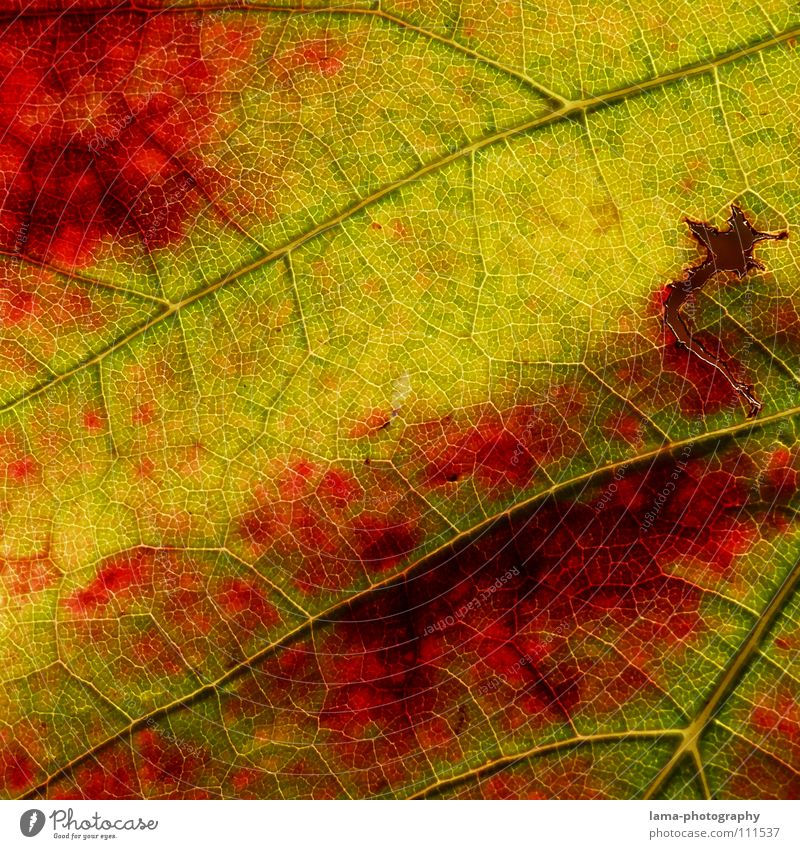 Herbstlicher Wein Leben Erholung ruhig Natur Blatt braun gelb grün rot Farbe Vergänglichkeit Arterien Membran Photosynthese zerfressen Herbstlaub Herbstfärbung