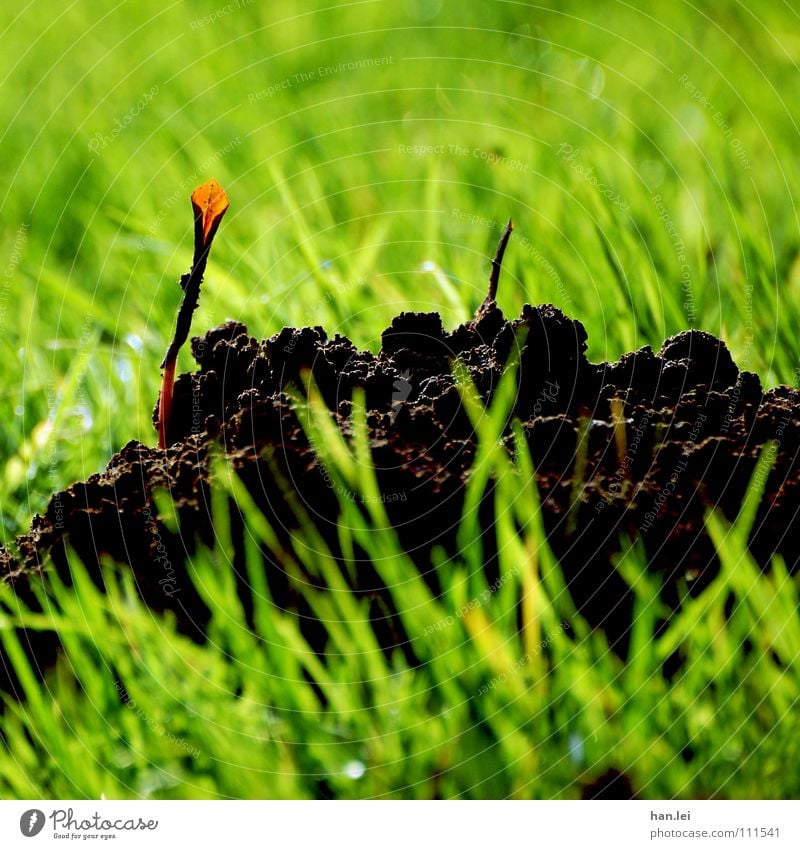 Türdeko Bioprodukte Leben Dekoration & Verzierung Natur Pflanze Tier Erde Blume Gras Wiese Hügel Wachstum Maulwurf Eingang Mundschmeiß Maulwurfhügel