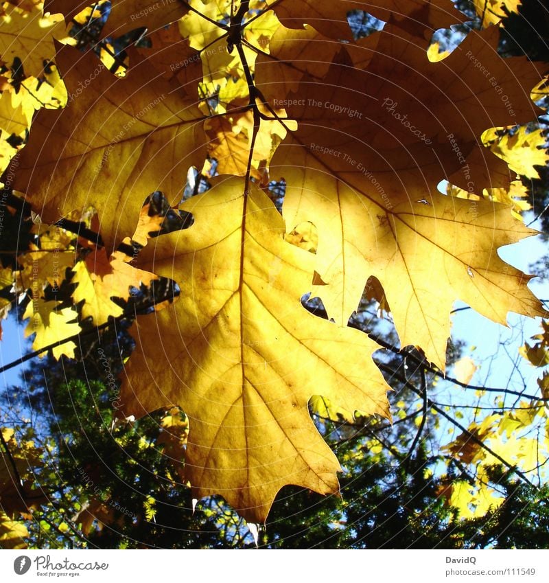 goldener herbst Herbst Baum Blatt hängen Eiche Beleuchtung Vergänglichkeit herbstlich goldener Oktober Ast Eicheln Sonne welk