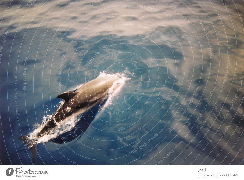 Freiheit ist Meer Delphine Spanien Wasserfahrzeug Sportboot fahren schön fantastisch Geschwindigkeit spritzen Wal Säugetier grau Tier springen Sommer Wellen