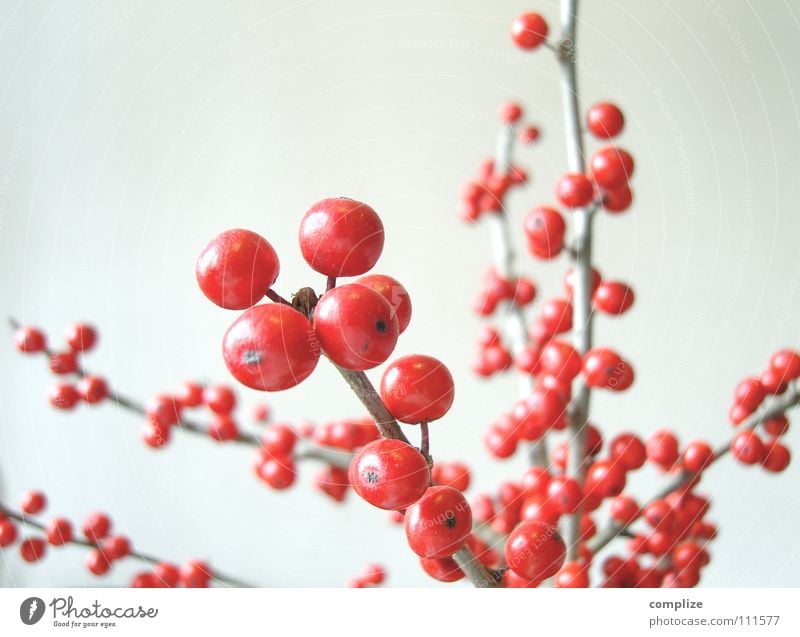 Die Roten Beeren Frucht Stil schön Winter Häusliches Leben Wohnung einrichten Innenarchitektur Dekoration & Verzierung Kunst Pflanze Herbst Blume Sträucher
