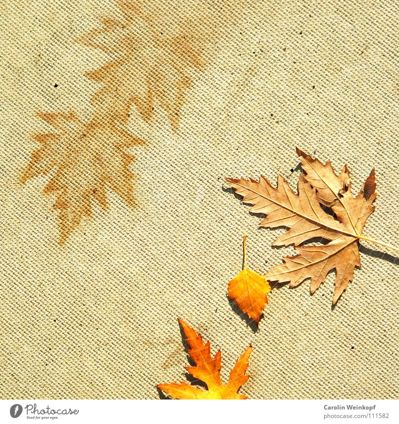 Sein und Schein I Herbst Blatt Beton gelb rot November Oktober September Dezember Symbole & Metaphern beige Verfall Vergänglichkeit Bodenbelag orange herbstlich