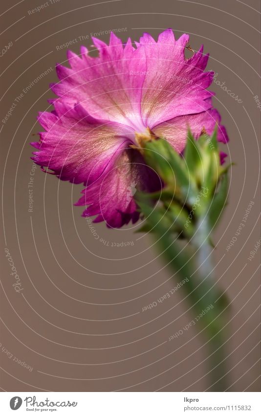 die Rückseite des wilden Veilchens Natur Blume Wald retro braun grün rosa rot weiß lkpro Gartennelke Wald-Weidenröschen Parviflorum hirstum Sylvestris