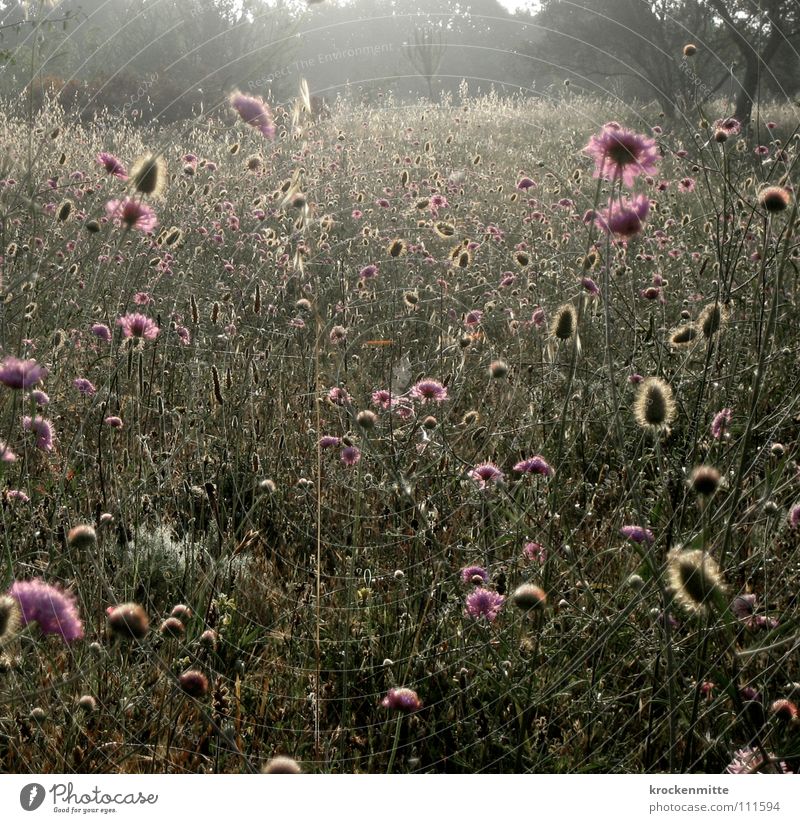 Ein Sommermorgentraum III Blume Toskana Ferien & Urlaub & Reisen Wiese Stil Blüte Wachstum Pflanze Italien Morgen Gegenlicht Blumenwiese Natur Morgendämmerung