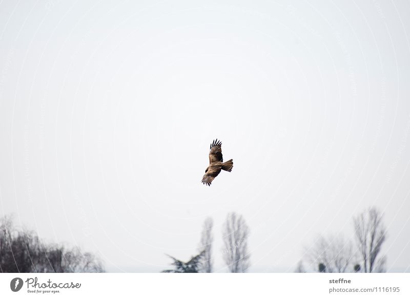 Tierisch gut: Überwachung aus der Luft Frühling Baum Vogel 1 beobachten Jagd überwachen Greifvogel Bussard Jagdrevier Flügel Farbfoto Außenaufnahme