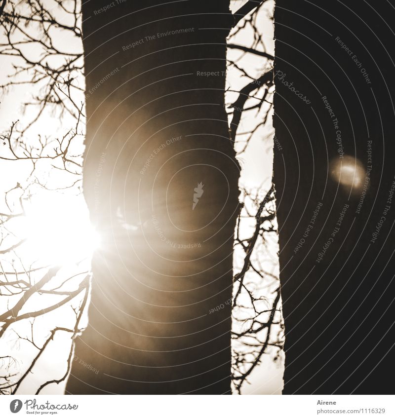 Sonnenfinsternis zweiter Versuch: Baum Natur Urelemente Sonnenlicht beobachten leuchten außergewöhnlich braun weiß Überraschung einzigartig erstaunt Erscheinung