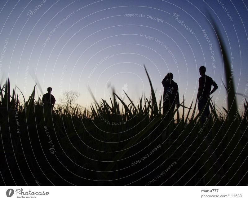 A Bugs View... Gras Mensch Natur Wiese dunkel Jugendliche Silhouette Nightsky Standing Bugsperspective Dark