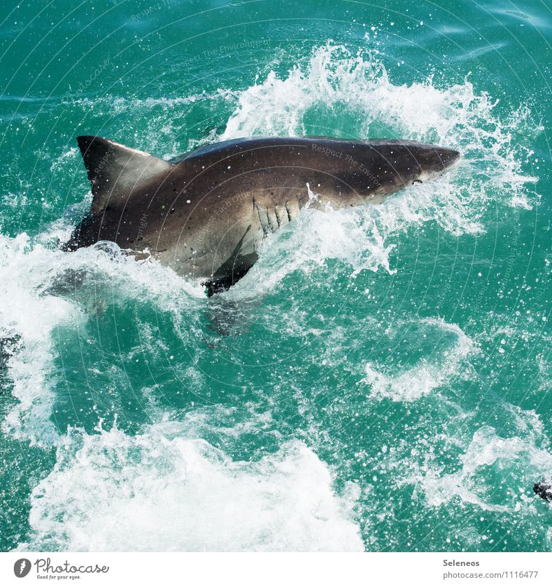 attack Ferien & Urlaub & Reisen Tourismus Ausflug Abenteuer Ferne Umwelt Natur Wasser Meer Tier Wildtier Haifisch Haifischflosse 1 Jagd nass natürlich Angst