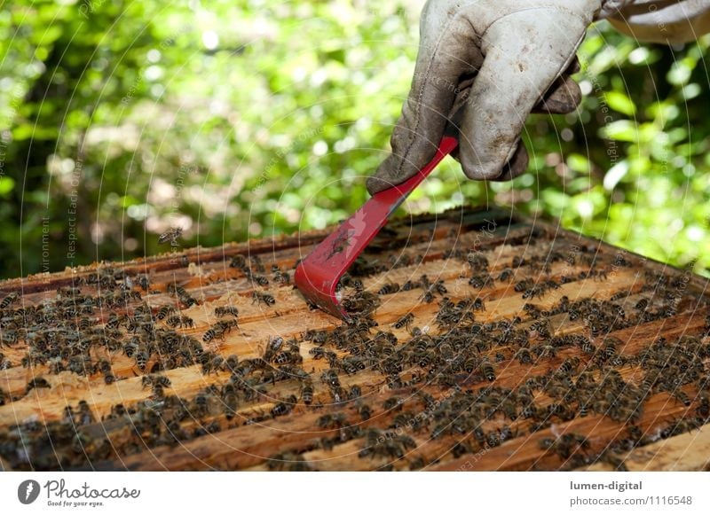 Imker schabt Honig aus einer Bienenwabe Lebensmittel Sommer Garten Natur Blatt grün Bauernhof Bienenkorb bienenstaat Bienenstock bienenvolk bienenwachs