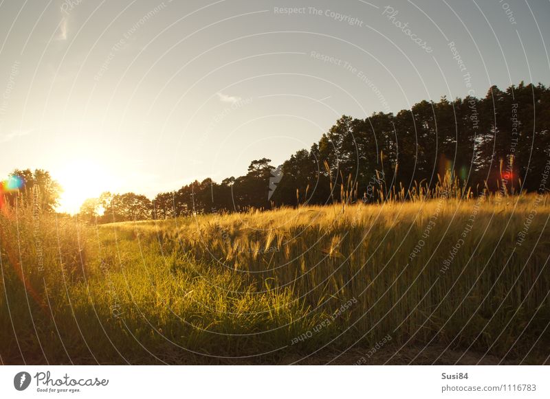 Der Weg zur Sonne Natur Landschaft Sonnenaufgang Sonnenuntergang Sonnenlicht Sommer Pflanze Gras Nutzpflanze Getreidefeld Feld leuchten ästhetisch frei
