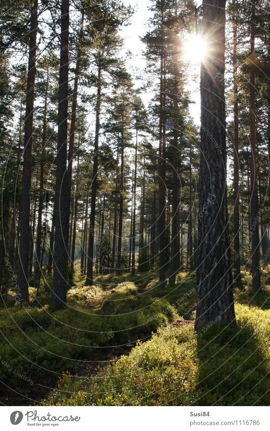 Schwedische Sonne Natur Pflanze Sommer Baum Wildpflanze Kiefer Wald Wege & Pfade Erholung wandern ästhetisch einfach natürlich grün Gefühle Stimmung