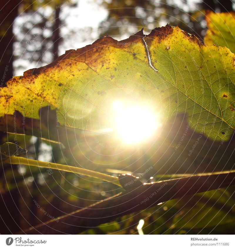 herbstlich(t) Herbst Blatt Licht Wald Beleuchtung blenden welk kalt mehrfarbig braun fallen Rascheln Silhouette Unschärfe Freude Loch herbstsonne Sonne