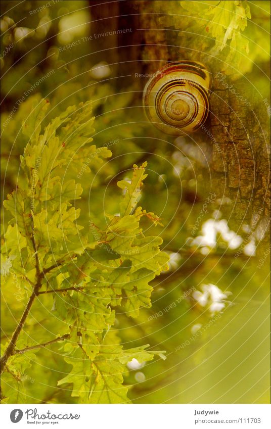 **Glück** Farbfoto Außenaufnahme Tierporträt Freude Leben harmonisch Zufriedenheit Sommer Herbst Schnecke grün Farbe Eiche Tag
