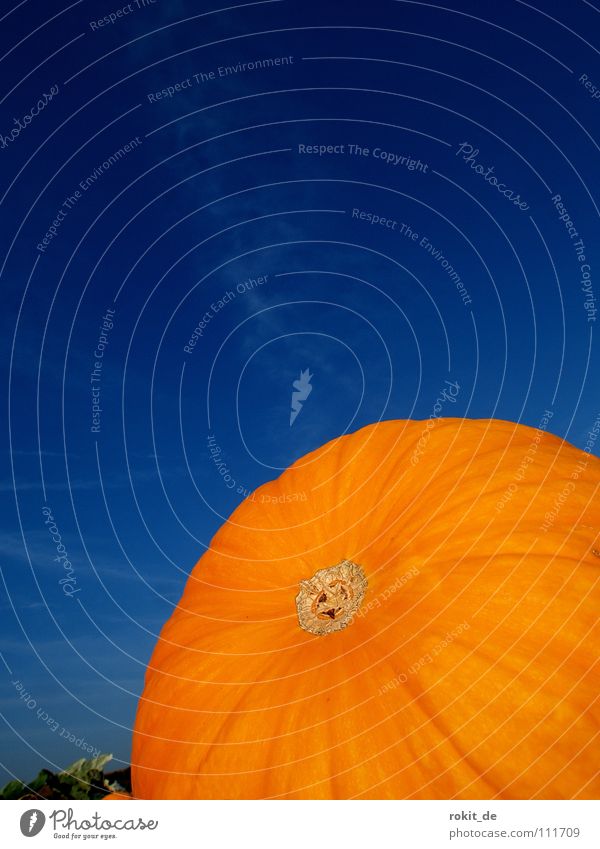 Kürbis blau Halloween schnitzen Feld rund Kürbissuppe Freude pumpkin aushöhlen orange Furche cucurbita kürbisrezept kinderschreck