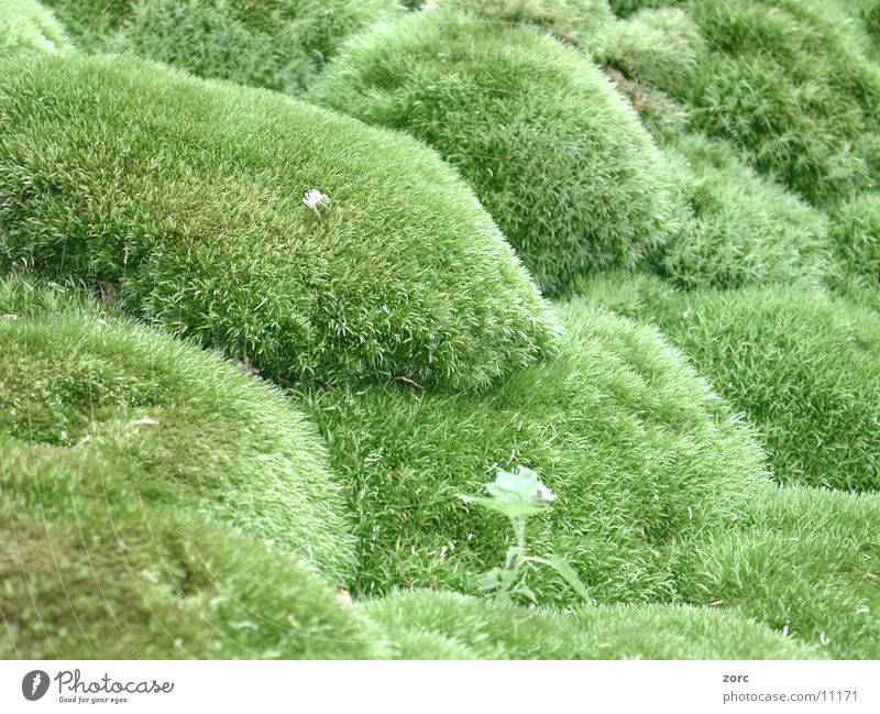 wiese Wiese grün Rasen Natur
