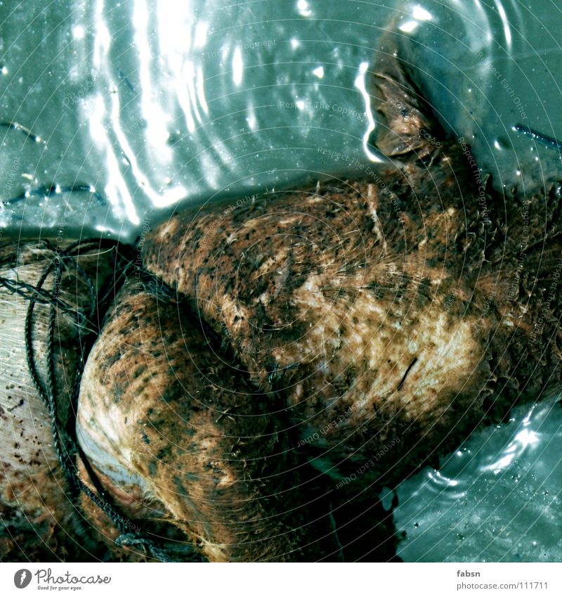 WASSERSCHWEIN Schwein Tier Leiche Wasserleiche Schnur befestigen Im Wasser treiben ertrinken Ekel Asien Fluss Tod zugeschnürt verschnürt verzurrt festgemacht