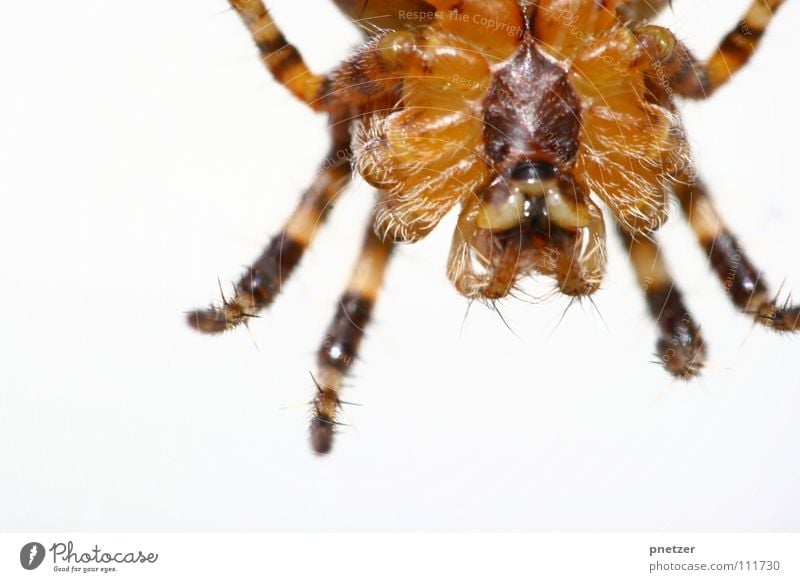 Spinne von unten Insekt Makroaufnahme braun Ekel gefährlich Panik Angst Nahaufnahme spider insect Beine bedrohlich