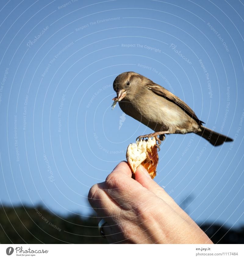 Fingerfood Brötchen Hand Wolkenloser Himmel Schönes Wetter Tier Wildtier Vogel 1 Fressen füttern außergewöhnlich Vertrauen Tierliebe Glück Hoffnung Idylle