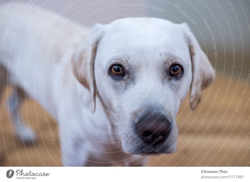 Max war wieder mal neugierig Umwelt Tier Haustier Hund Labrador 1 atmen beobachten entdecken leuchten ästhetisch sportlich Freundlichkeit schön muskulös dünn