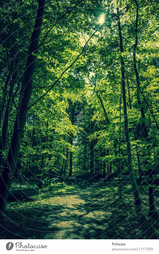 Grüner Wald schön Sommer Sonne Umwelt Natur Landschaft Pflanze Frühling Baum Blatt Park Wege & Pfade Wachstum dunkel frisch natürlich grün Idylle Sonnenschein