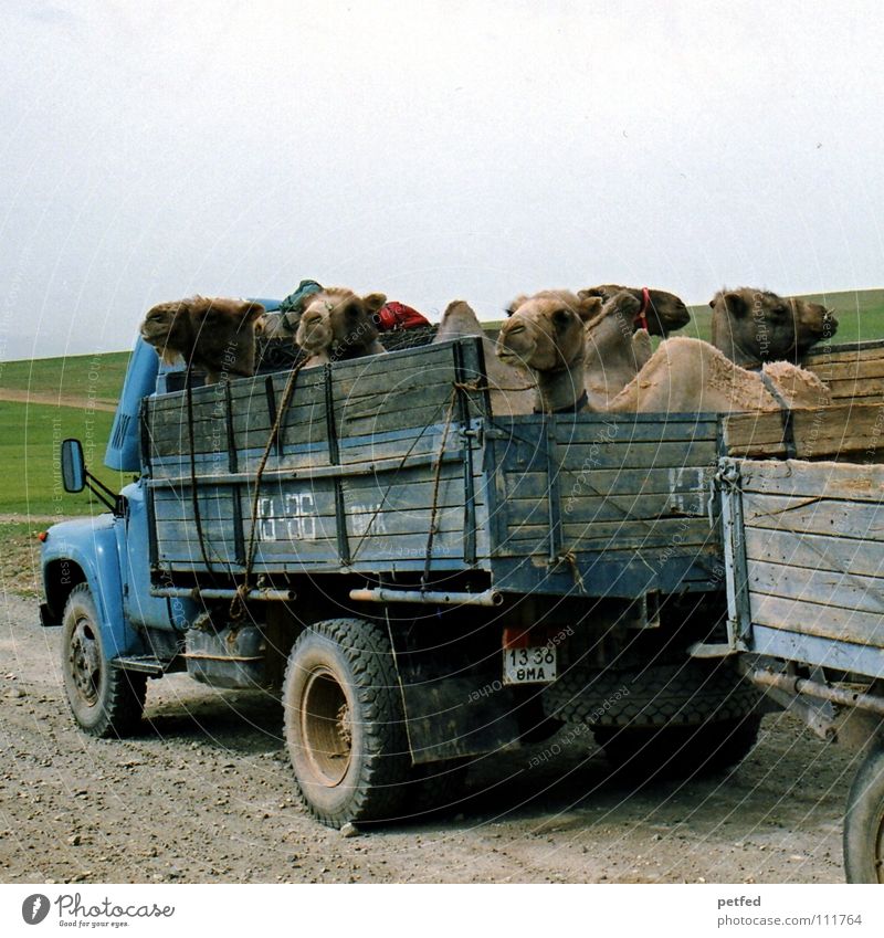 Hitchhikers Mongolei Asien Anhalter fahren wandern Abenteuer Kamel Tier Lastwagen Schlagloch Steppe Völker Ferne Säugetier Erde Ferien & Urlaub & Reisen Straße