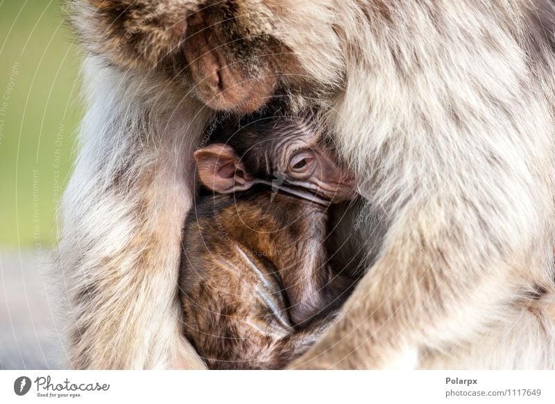 Affe hält sein Baby fest Essen Gesicht Kind Mann Erwachsene Mutter Familie & Verwandtschaft Zoo Natur Tier Gras Pelzmantel Behaarung hängen niedlich wild braun