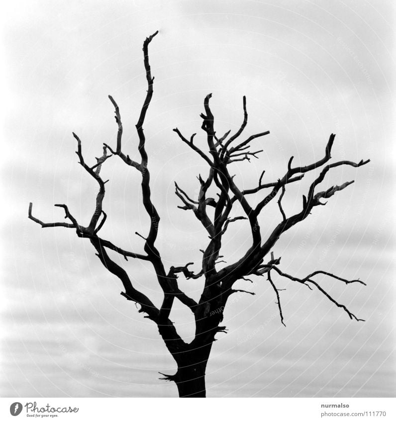 On the dark side of the tree dunkel unfassbar unheimlich Schattendasein Baum Am Rand böse Apokalypse Ausbruch Atomkrieg Bombe Terror Hiroshima laublos Herbst
