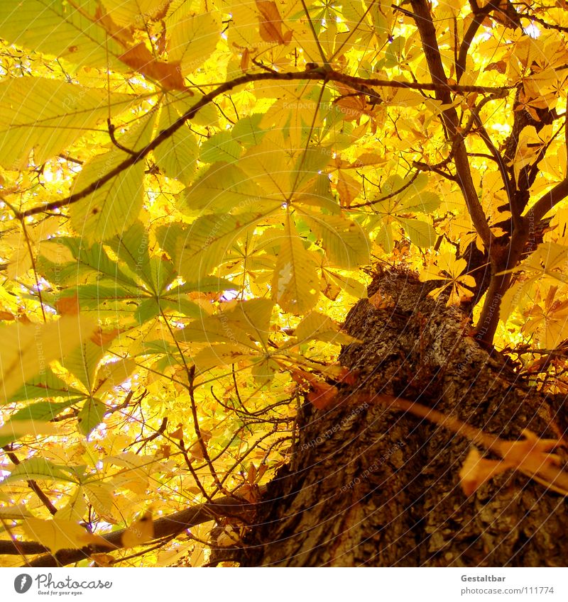 Herbstgeruch Blatt gelb Baumstamm Kastanienbaum Baumkrone Rauschen Oktober Abschied Saison Jahreszeiten Vergänglichkeit gestaltbar fallen Lampe Ende gold