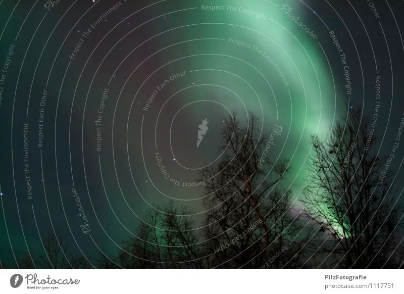 Aurora in Abisko 1 Landschaft Himmel Wolkenloser Himmel Nachthimmel Stern Winter Wald gigantisch grün violett weiß Natur aurora borealis Nordlicht Schweden