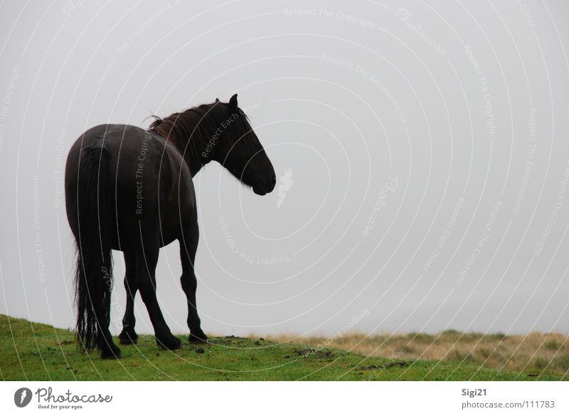 Blick ins Dartmoor Mähne Pferd Schwanz Tier Wiese Anmut dunkel Körperhaltung schön stehen geschmackvoll Säugetier Landschaft Perspektive elegant warten