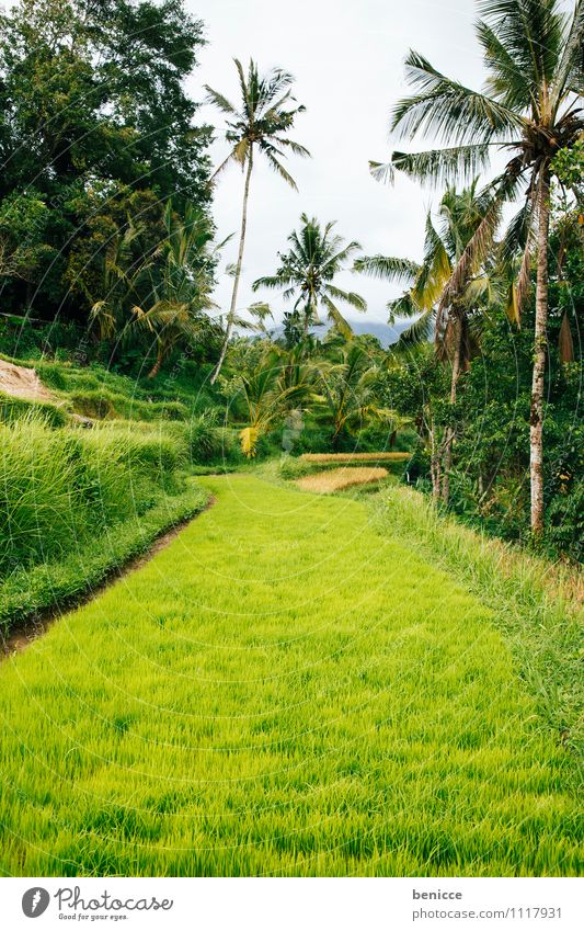 Reis in Bali Ubud Asien Indonesien Reisfeld grün Feld Ferien & Urlaub & Reisen Landwirtschaft Reisernte Urwald tropisch Reisefotografie Natur Aussaat Saatgut