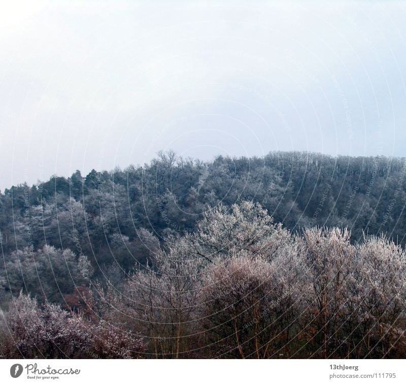 FrostWald Baum kalt frieren Winter Baumkrone Umwelt Farbe blau Strukturen & Formen Schnee Natur Landschaft
