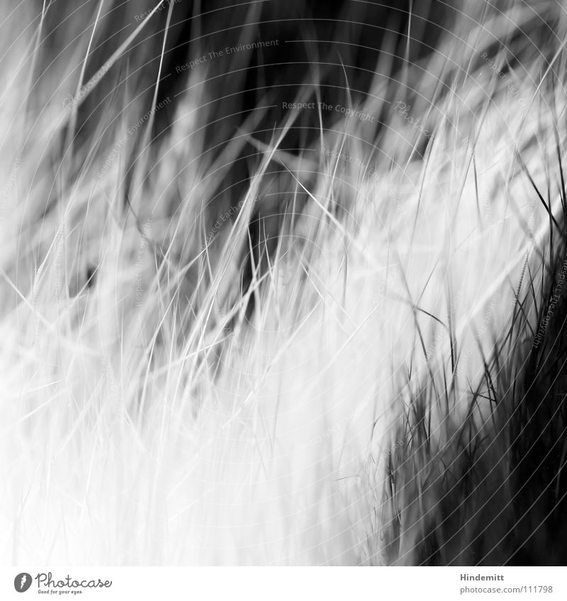 kwadrat II Katze Floh Streicheln Sauberkeit weiß schwarz lang weich Fell Säugetier Unschärfe Makroaufnahme Nahaufnahme Schwarzweißfoto Haare & Frisuren