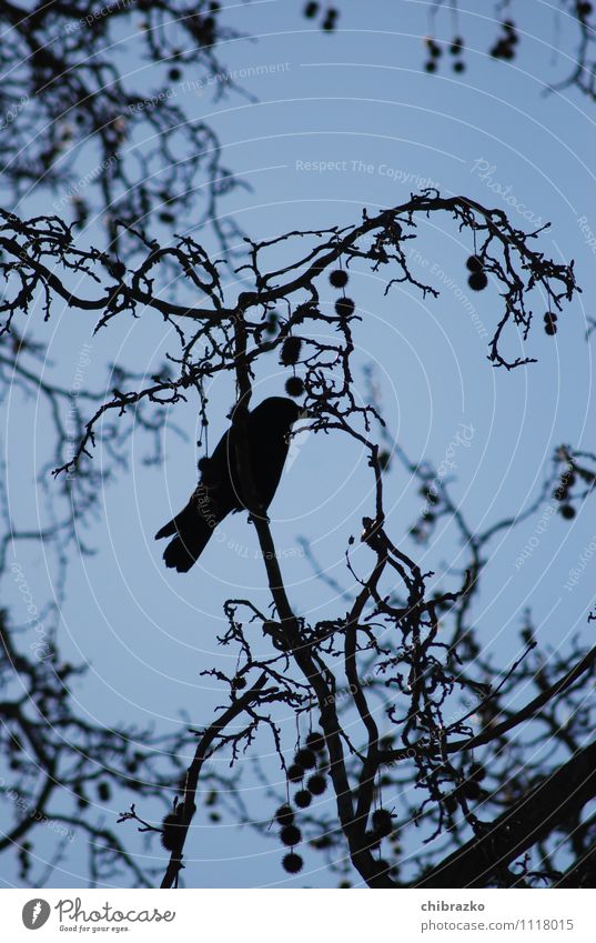 Schwarzes Federvieh Himmel Baum Wildtier Vogel Krähe frei trist blau schwarz Gedeckte Farben Außenaufnahme Silhouette Froschperspektive